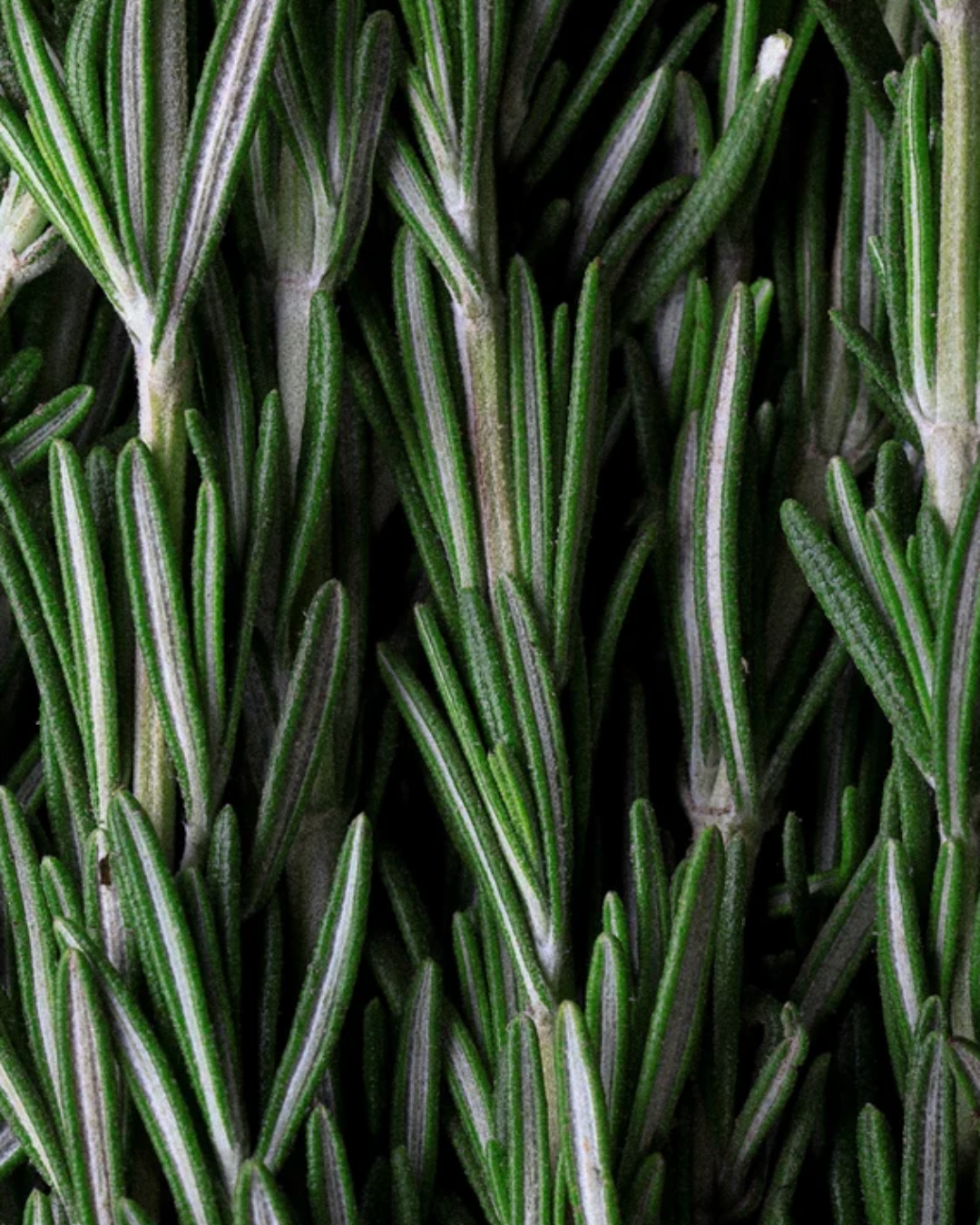 FØHN Scalp Strenhthening Oil